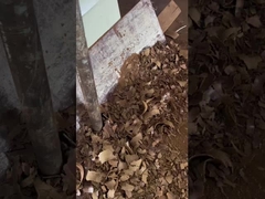 냉압 포도씨 기름